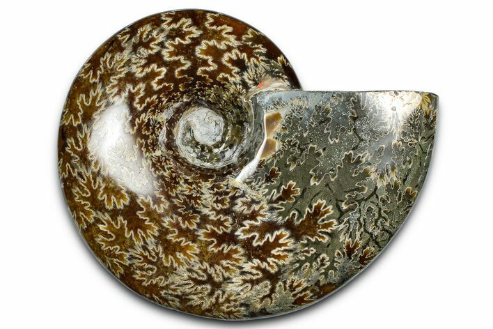 Polished Ammonite (Cleoniceras) Fossil - Madagascar #369623